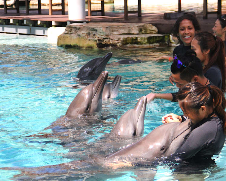 More than 500 babies born at S.E.A. Aquarium since last October