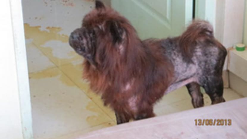 Woman seeks to retract guilty plea in animal abuse case