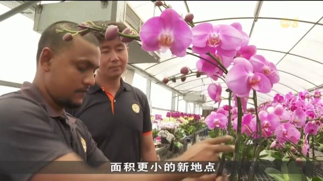 我国胡姬花出口量萎缩 种植者采用新技术求存