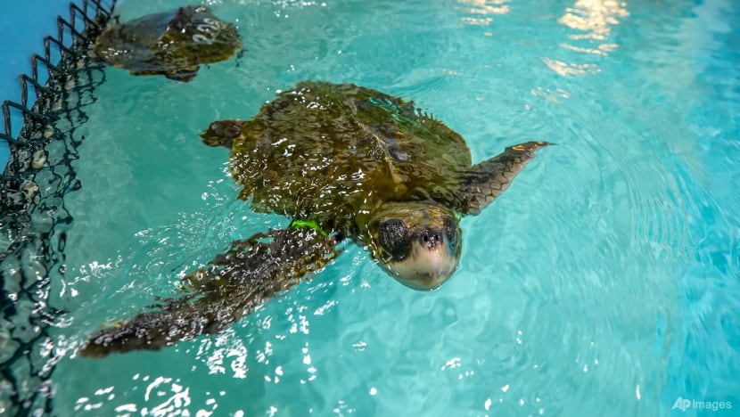 When turtles fly: Cold-stunned animals nursed in Mississippi When turtles fly: Cold-stunned animals nursed in Mississippi
