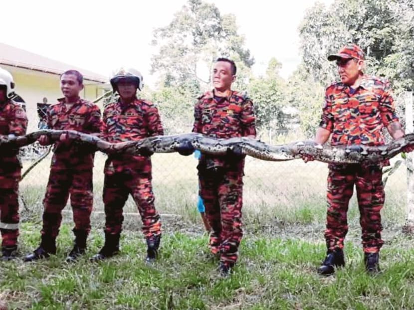 It is understood that the reptile was caught after an hour of search operation.