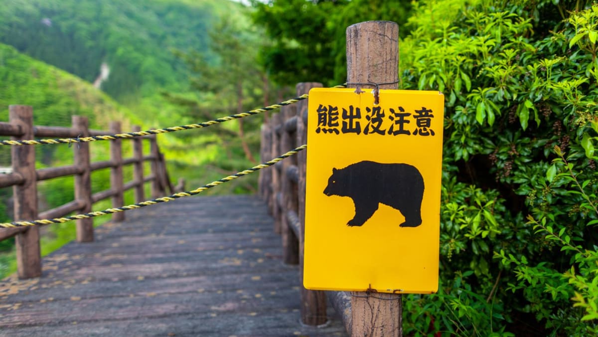 Hiker found dead after bear attack in Japan forest