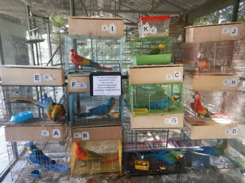 This image, taken on June 21, 2023 by the Johor Wildlife and National Parks Department (Perhilitan), shows some of the exotic birds confiscated from the 47-year-old Singaporean man at the Customs, Immigration and Quarantine Complex in Johor Bahru.