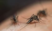 Kasus Chikungunya meroket, Kemenkes ingatkan warga waspada: Begini cara pencegahannya