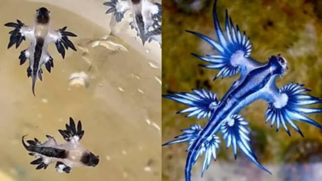普吉岛海滩现有毒“蓝龙”海蛞蝓 游客受促勿接触