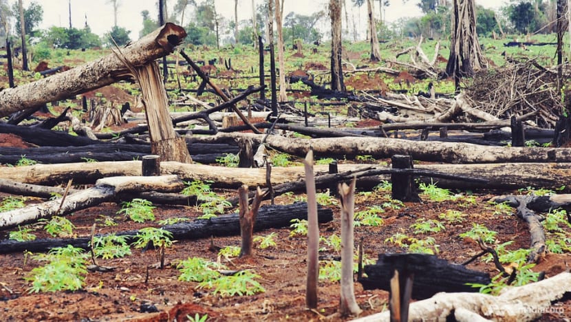 Cambodia’s large-scale illegal logging is ‘done’ Cambodia’s large-scale illegal logging is ‘done’