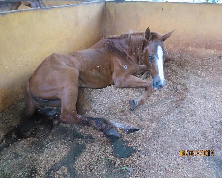 Gallop Stable abuse trial: Horse riddled with wounds, says ex-AVA officer