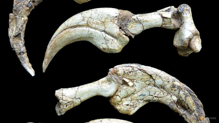 'Exquisite' fossil of one of the smallest dinosaurs found in Argentina