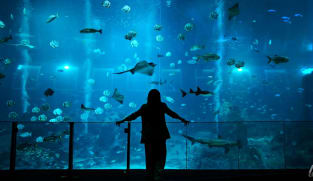 First look: The new Singapore Oceanarium, formerly SEA Aquarium, features 22 zones and over 40,000 marine animals