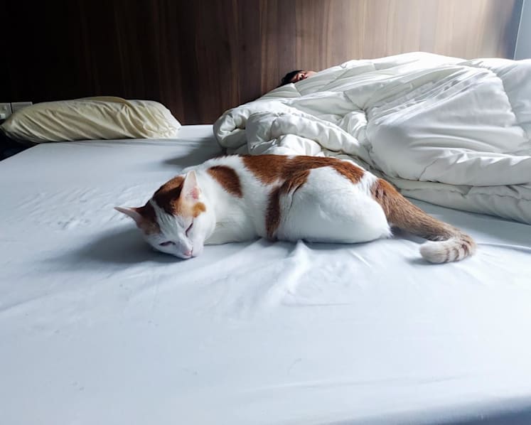 Soiled sheets, broken sleep? Some S'poreans shrug off hassles to share bedrooms with beloved pets 