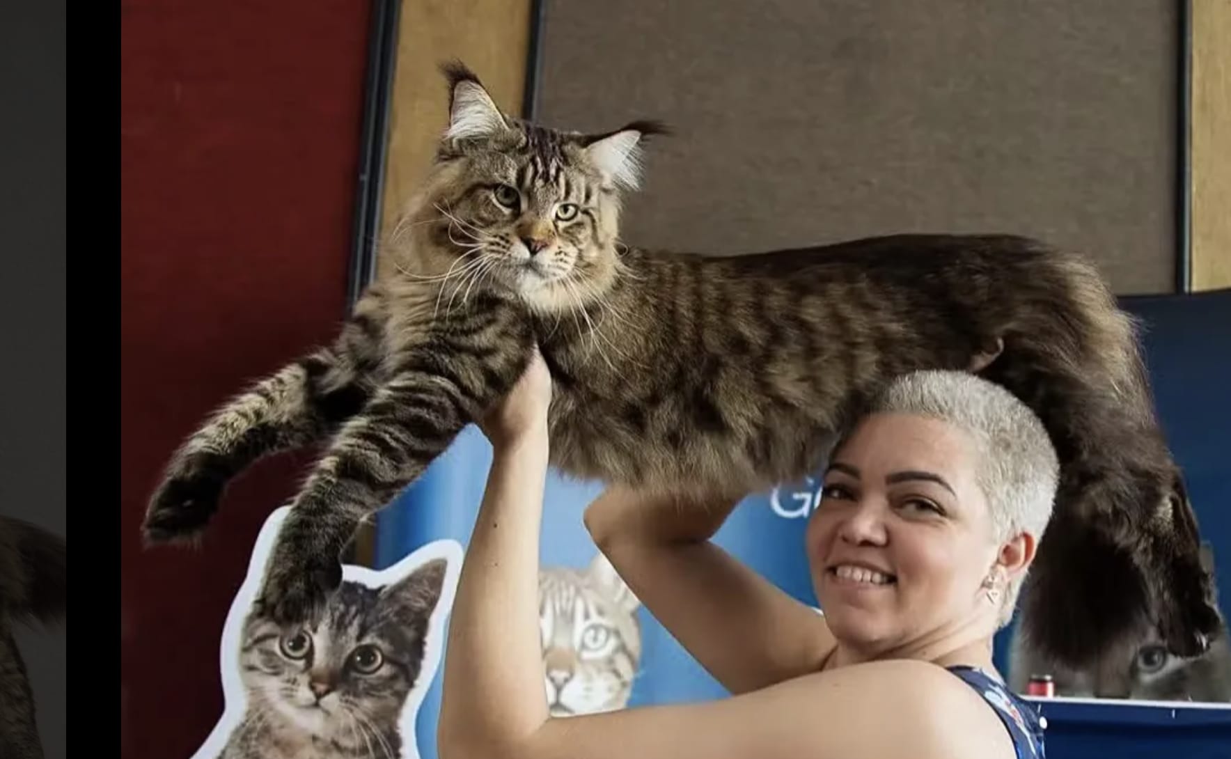 或成世界最大家猫巴西猫咪身形宛如猎豹- 8world, image size:1768x1090