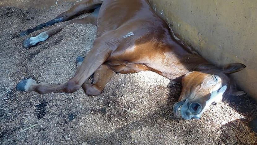 Gallop Stable abuse trial: Horse riddled with wounds, says ex-AVA officer