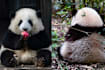 This Onigiri-Shaped Panda Is So Popular, People Queue 3 Hours Just To See Her For 3 Minutes