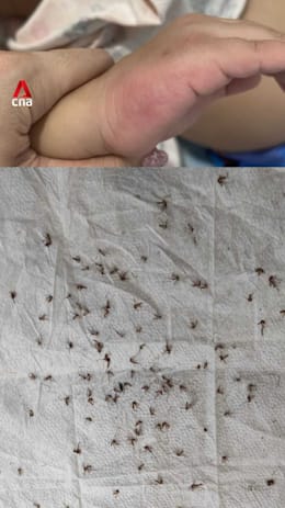 Rowell Road residents battle nightly 'onslaught' of mosquitoes