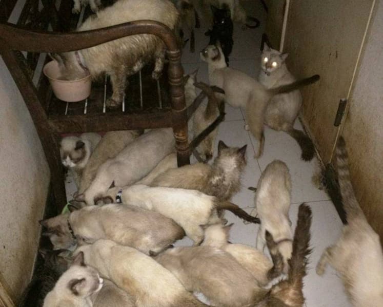 AVA probes ‘hoarding’ of 94 cats rescued from 2-room flat