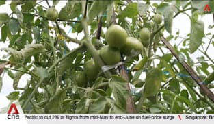 Indonesia bets on quality seeds to boost agriculture