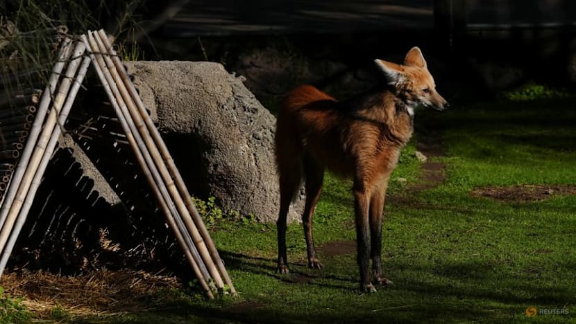 Argentina to return two rare maned wolves to the wild