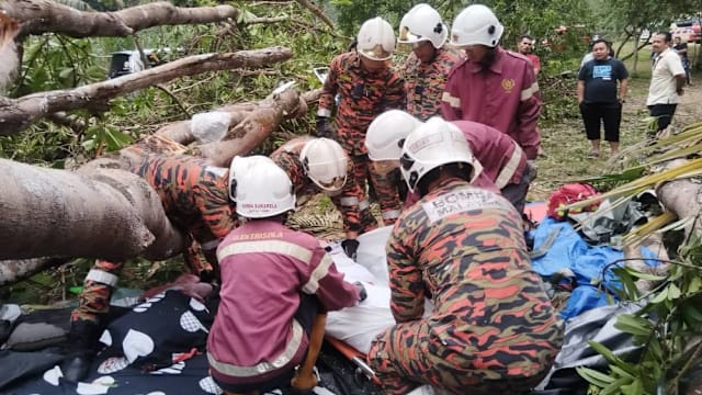 马国露营地15米大树倒塌 一家三口一死二伤