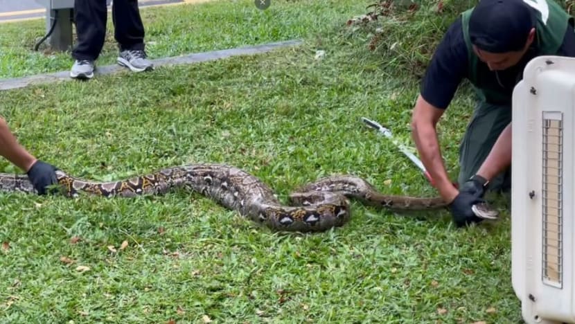 Gambar Pilihan Hari Ini