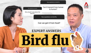 Bird flu: How concerned should you be about human infection of H5N1? | Expert Answers | CNA Explains