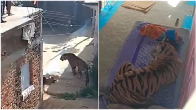 母老虎闯印度村庄袭人 还“上床休息”吓坏村民