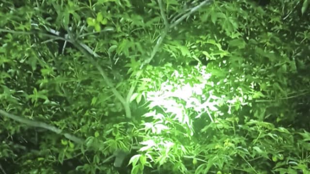 臭死了！台高雄各地昨夜飘猪屎臭味 源头疑为掌叶萍婆树