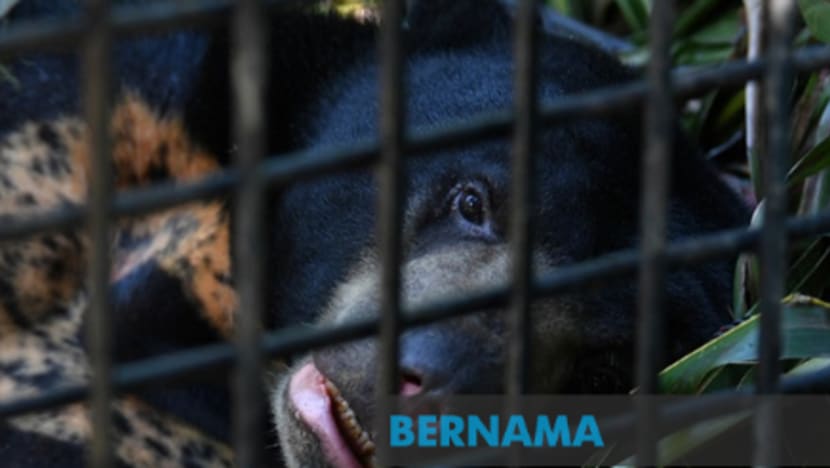 Beruang matahari dipelihara dalam kurungan undang pelbagai reaksi