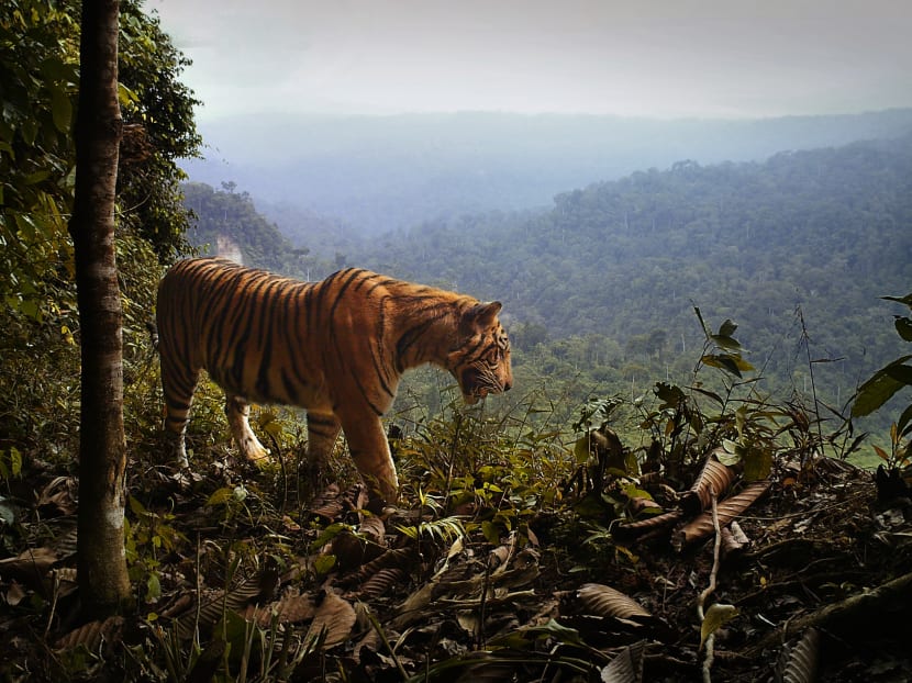 A young male Sumatran tiger caught by one of the field cameras planted by NTU's Dr Matthew Luskin and his team. Photo courtesy Dr Matthew Luskin, NTU Singapore