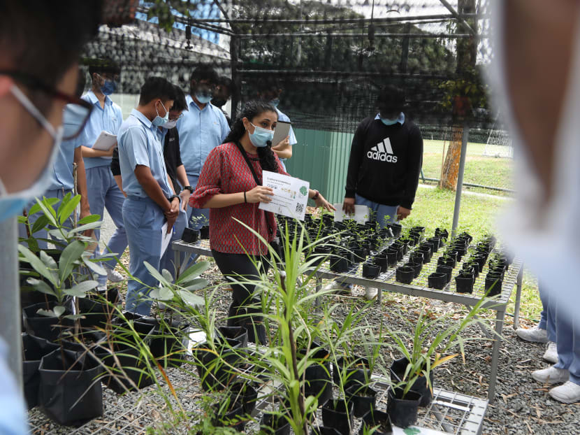 A biology lesson being conducted in the nursery at Commonwealth Secondary School. From 2021, all primary, secondary and pre-university schools here will introduce a programme focused on raising awareness of environment and sustainability issues. A biology lesson being conducted in the nursery at Commonwealth Secondary School. From 2021, all primary, secondary and pre-university schools here will introduce a programme focused on raising awareness of environment and sustainability issues.