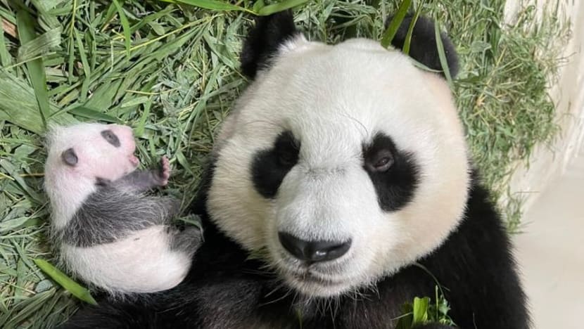 Wildlife Reserves Singapore sedang cari 'intern panda'