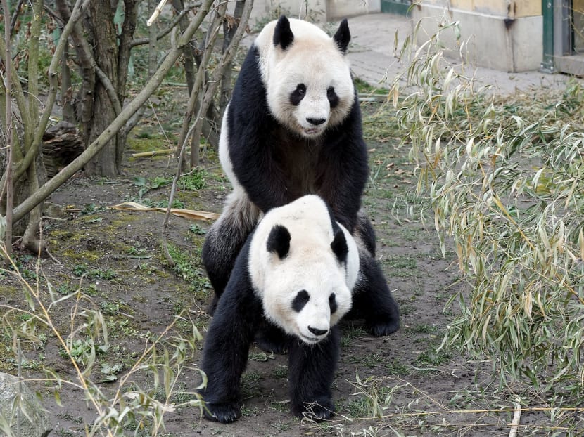 Gallery: Caught in the act: Rare panda mating filmed at Vienna zoo