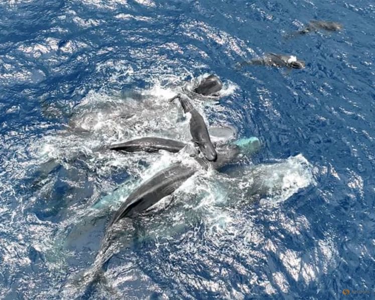 Whale filmed giving birth, with a little help from her friends