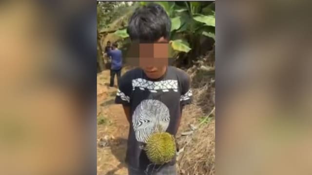 马国青年偷三粒榴梿被捉 赔偿园主2860新元私了