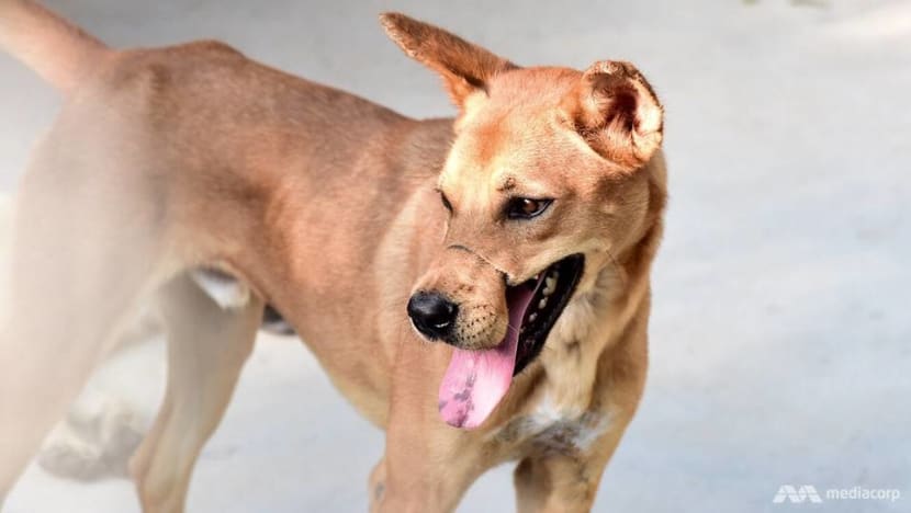 Thailand’s stray dogs given new chance at life Thailand’s stray dogs given new chance at life