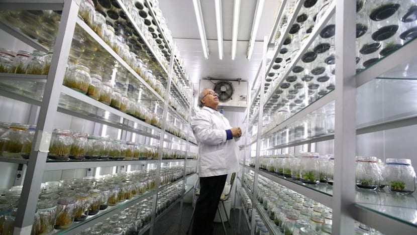 Chile-led team maps Antarctic plant genome in a step towards climate-resilient crops