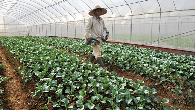 扎吉哈：本地农场将获更多援助 达到生产目标