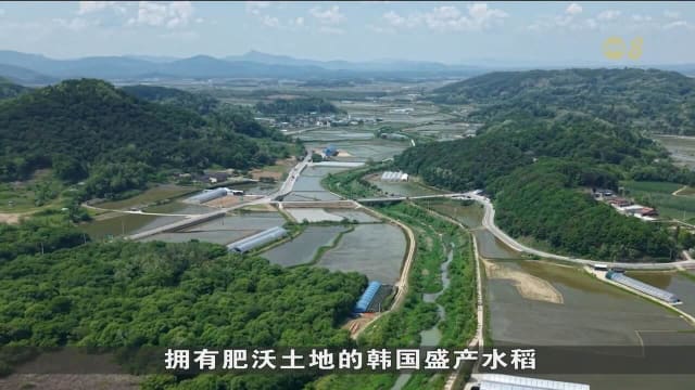 韩国白米供过于求 农民坦言改种其他农作物具挑战