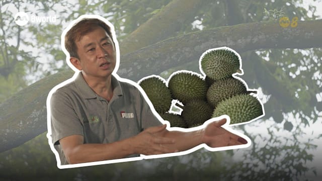前线追踪 | SG⇄JB德士下车点多了 古来榴梿园生意却少了？