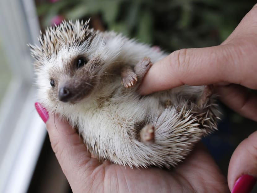 Hedgehogs finding homes as pets in US