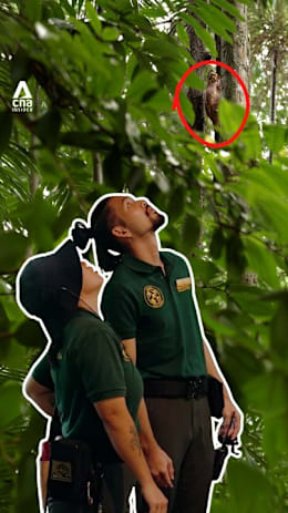 Can you spot the hidden wildlife at Mandai Wildlife Reserve?