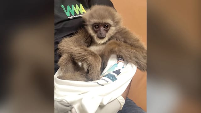 印尼濒危长臂猿藏行李遭走私 入境印度时一只已死亡