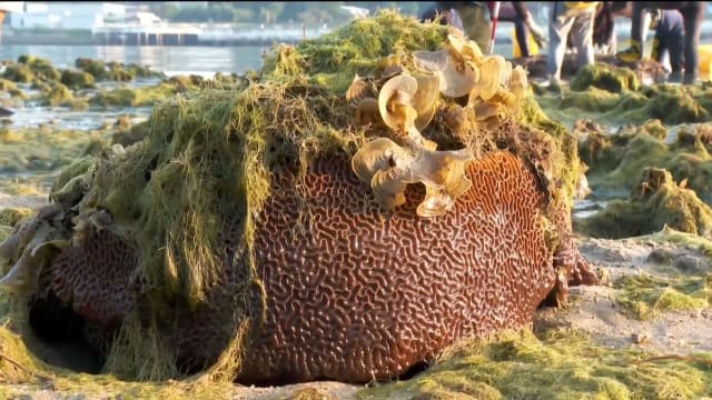 研究人员估计 我国海域5%珊瑚已经死亡