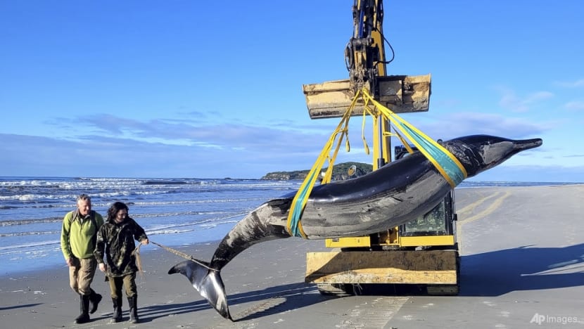 New Zealand scientists suspect specimen of world's rarest whale died from head injuries
