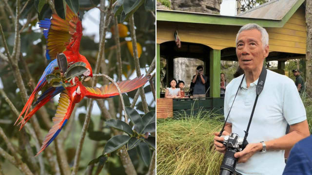 自称鸟类摄影新手 李资政秀出作品