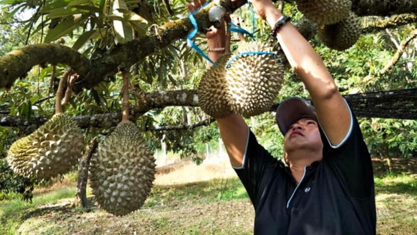 Musang King 'dominasi' jenis pokok durian Semenanjung M'sia jelang 2022