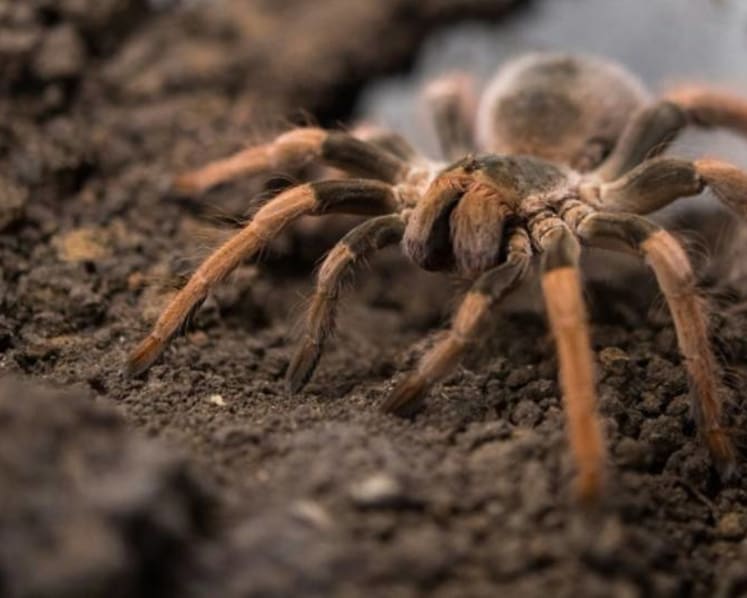 Man charged with keeping 7 tarantulas in Yishun flat, importing spiders from Malaysia