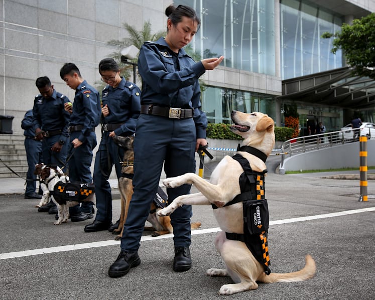 Certis launches new K-9 unit to work with auxiliary police