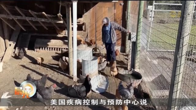 美国暴发禽流感疫情 得州疫情最严重