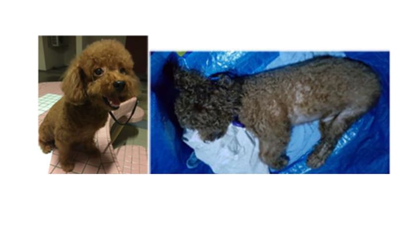 Man gets record 20 months’ jail for animal cruelty