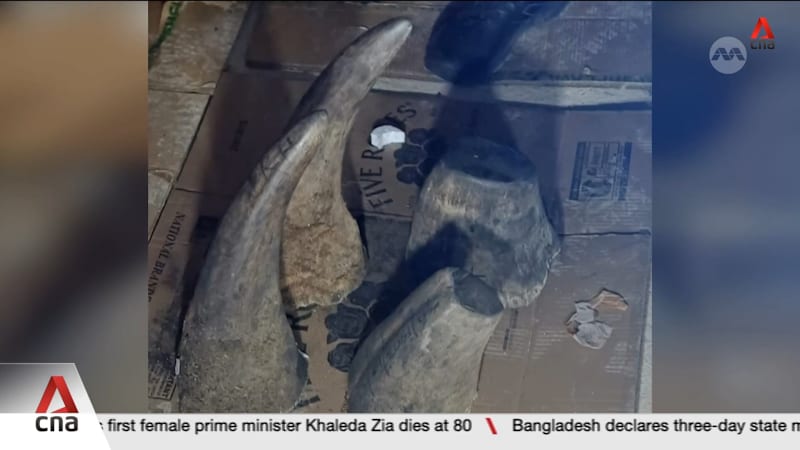 Joint operation by Singapore, South Africa leads to 55kg rhino horn seizure in Johannesburg